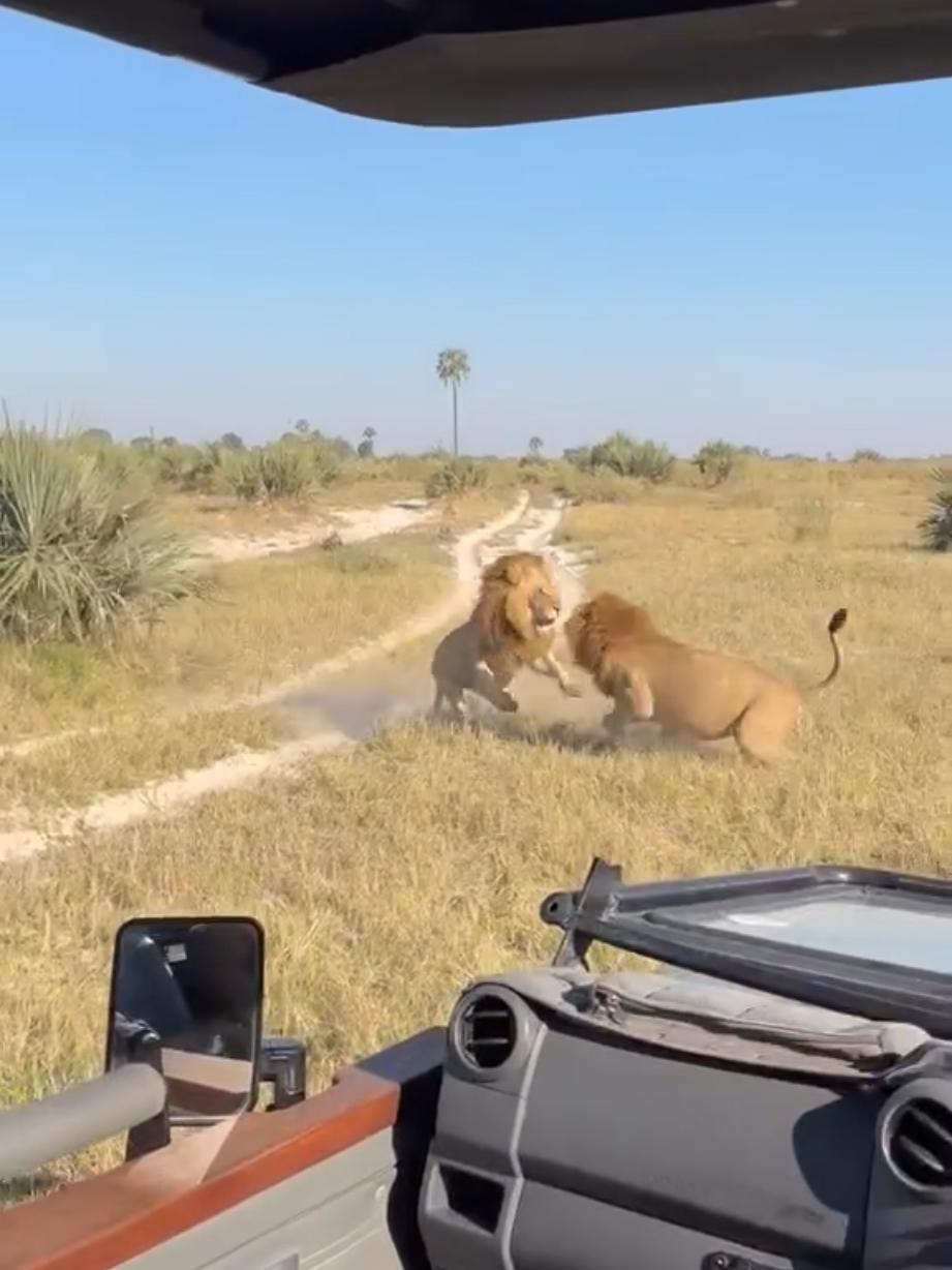 @Lion Sightings