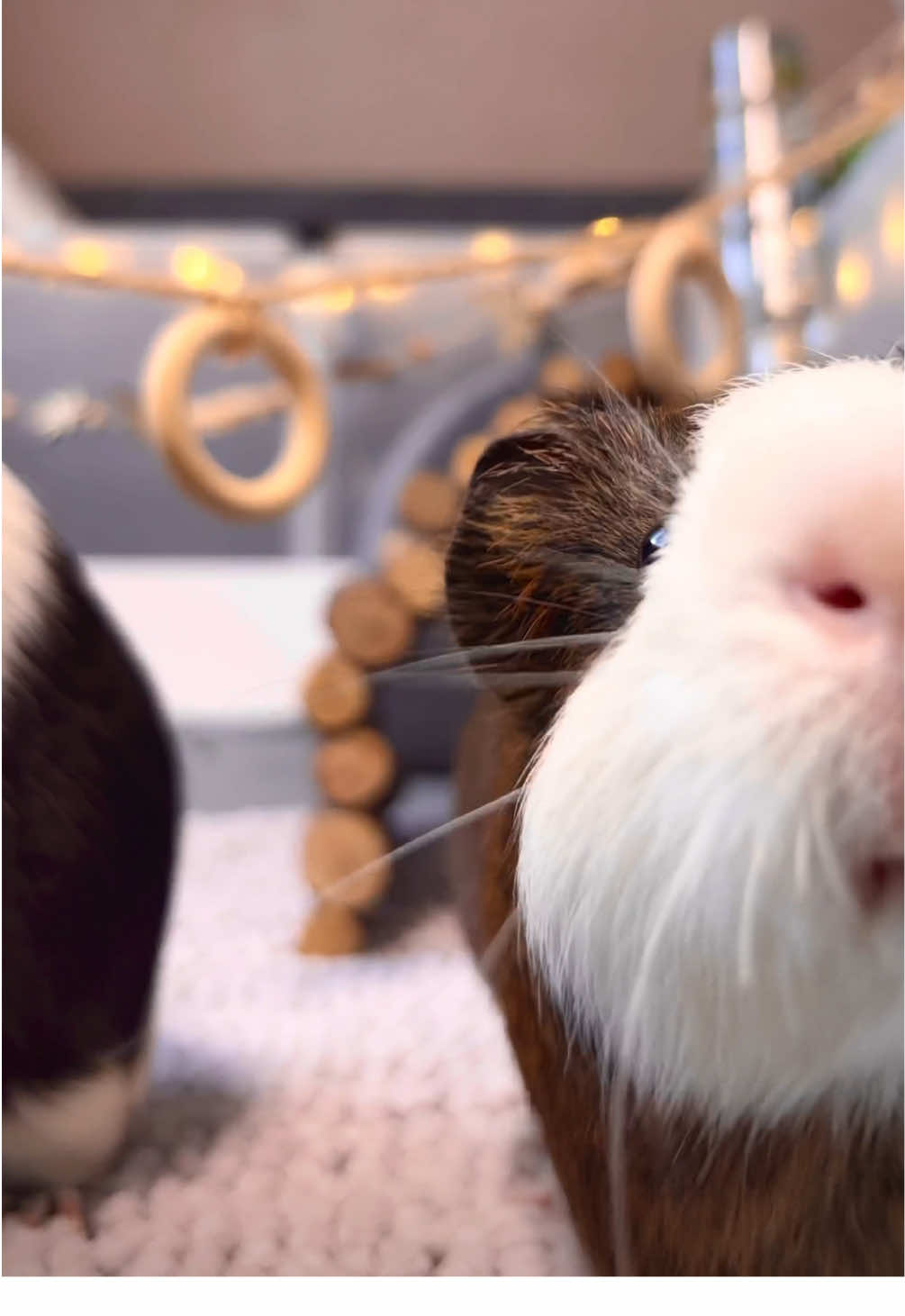@friendly_guinea_pigs