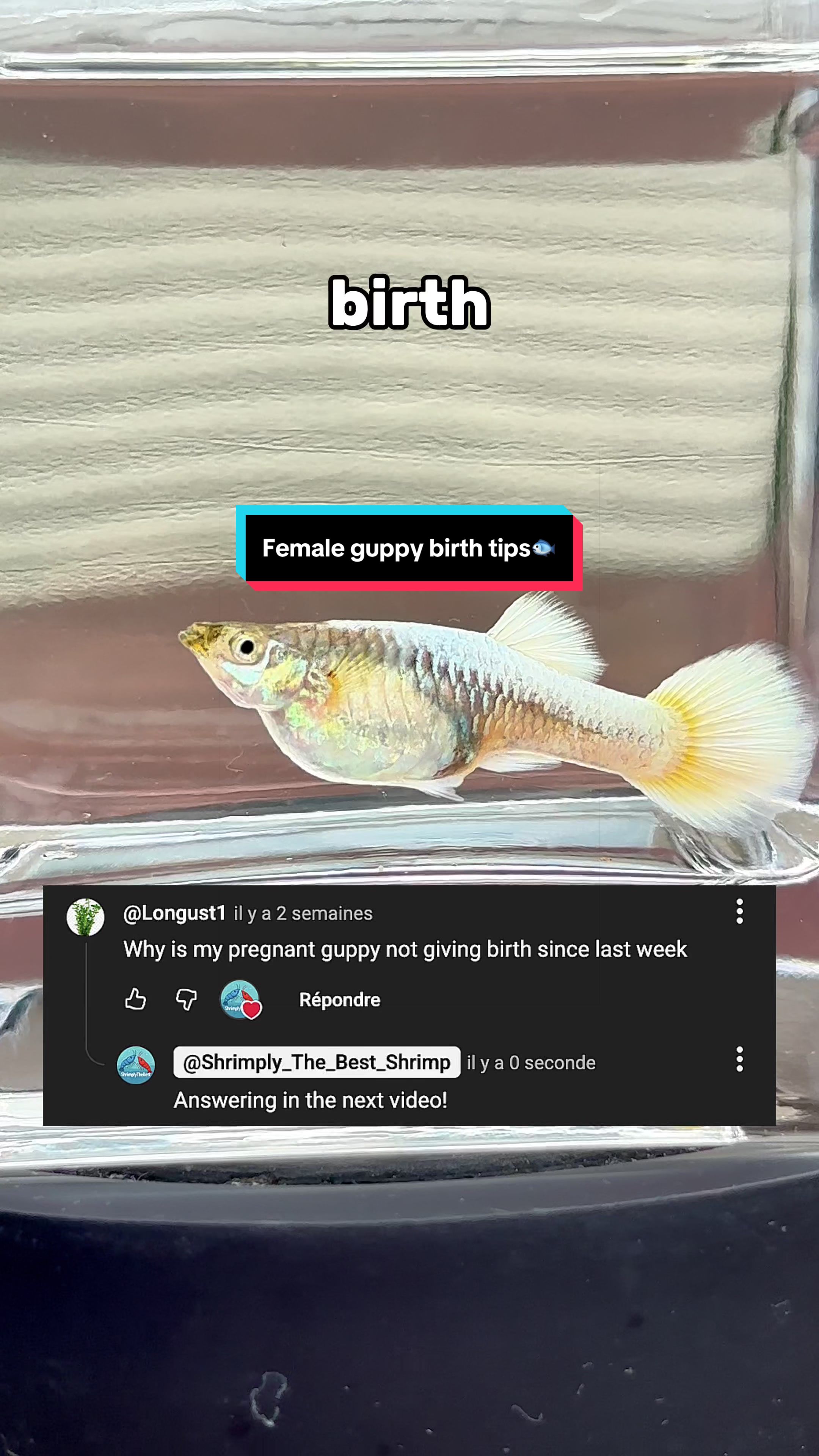 @ShrimplyTheBest