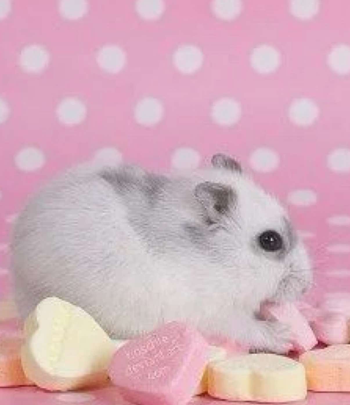@mimi