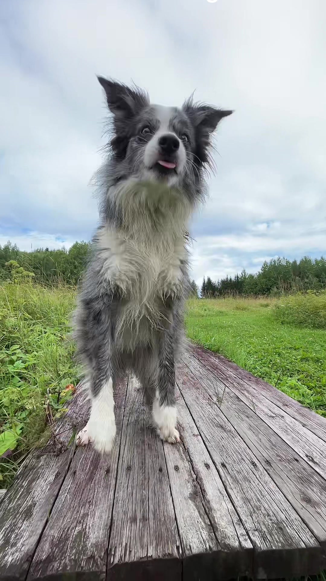 @bordercollieMuse