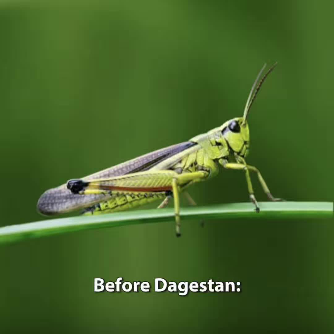 @🪲🐛Rain’s Exotic Pets🦗🐞