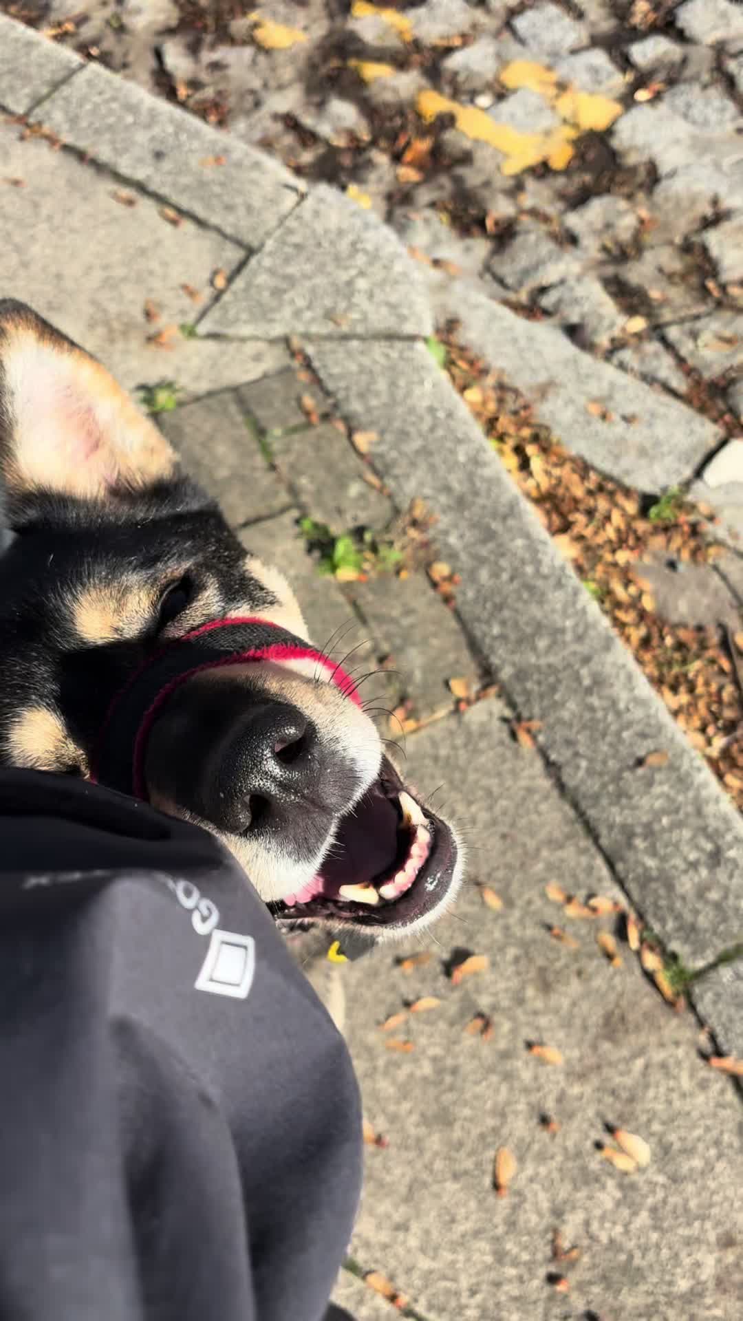 @tswoofwoof.co.uk