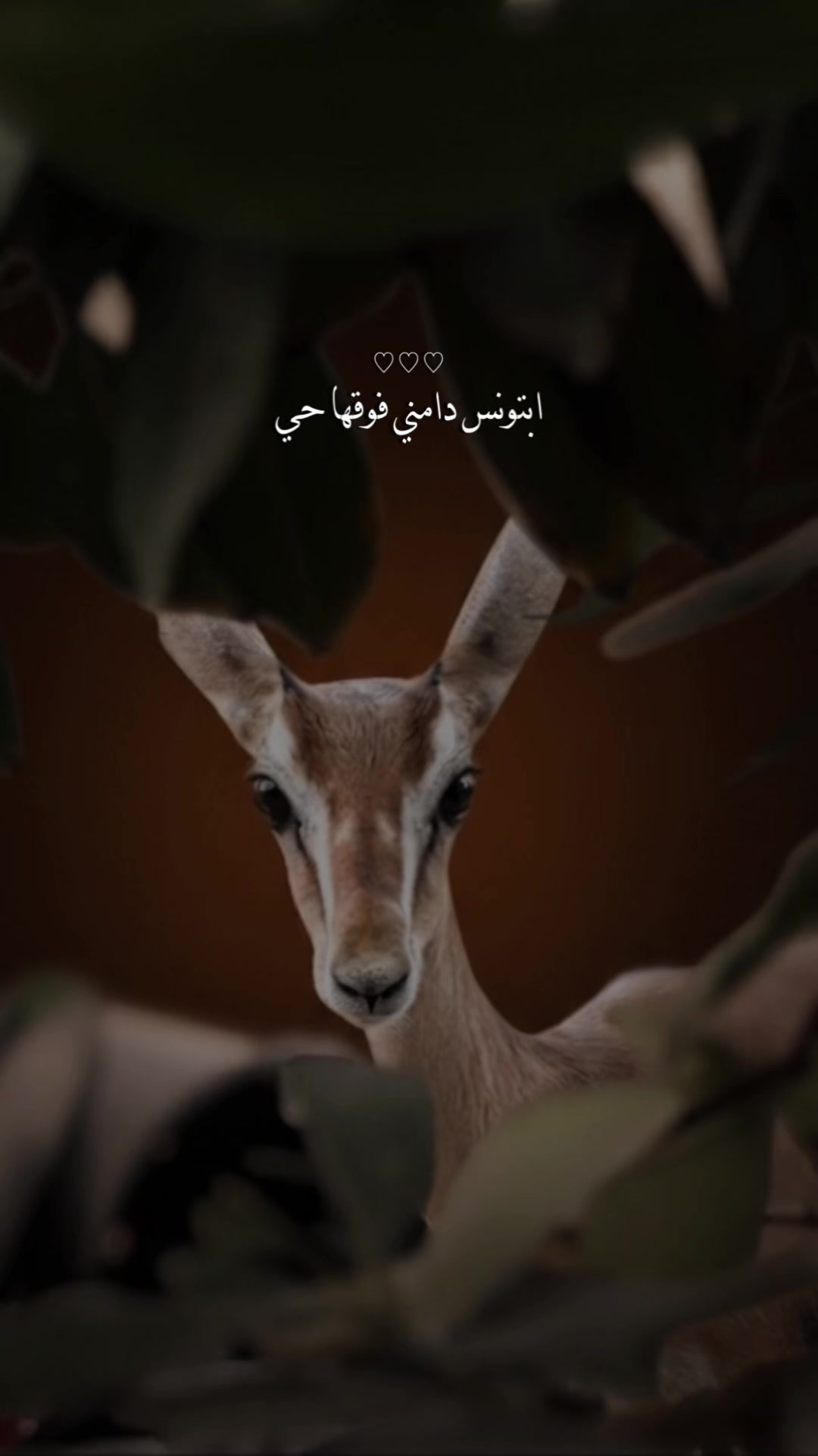 @﮼غزال🦌