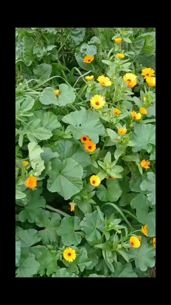 @meryflower001