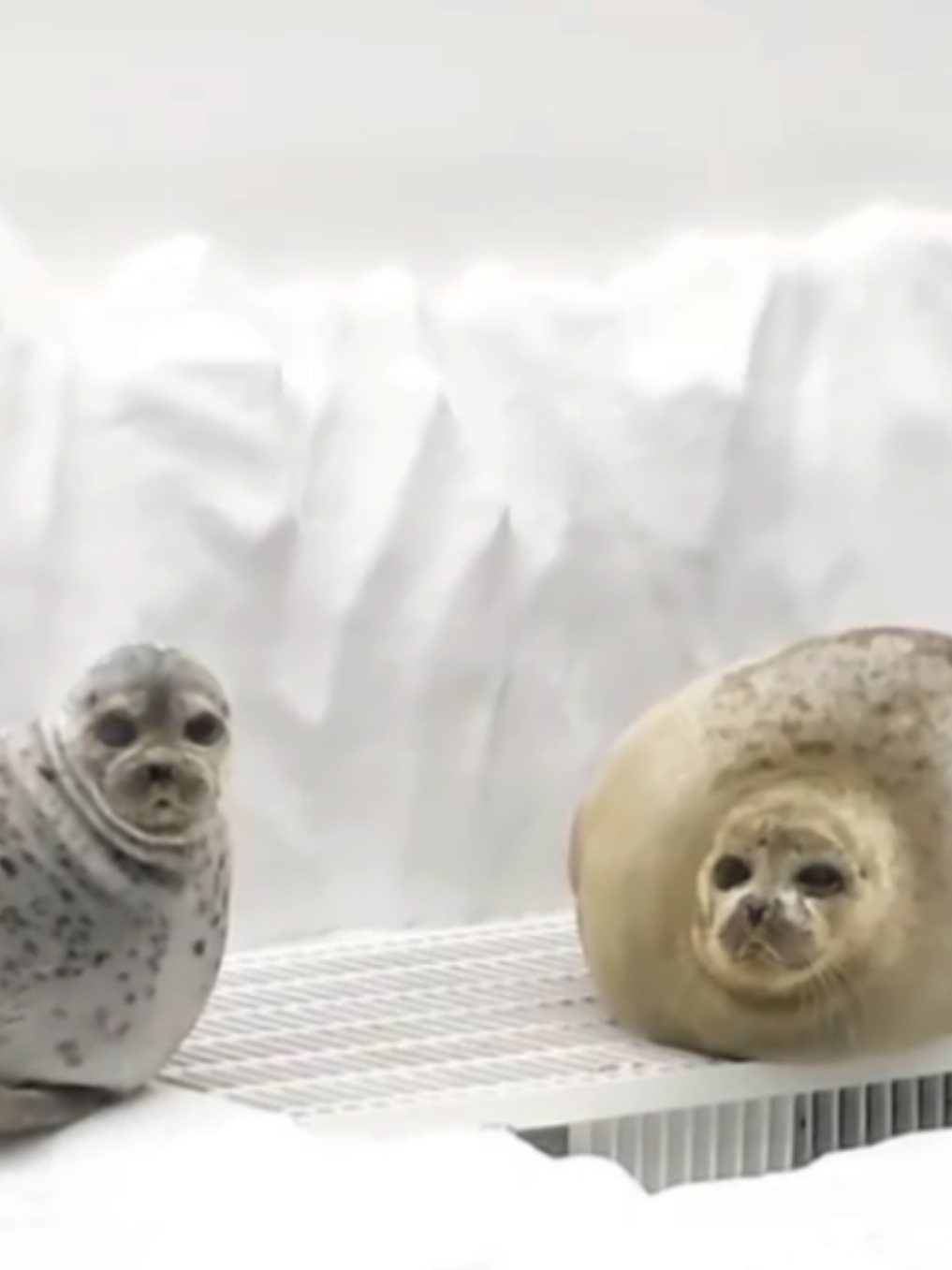 @🩷🎀 seal 🦭🩷