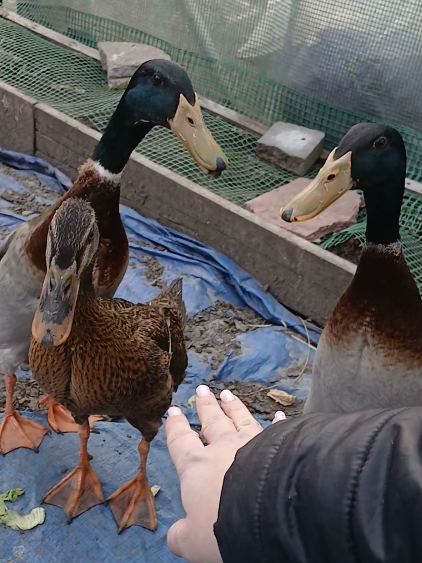 @Kaczogr&oacute;d u Milki🦆🦆🦆🦆