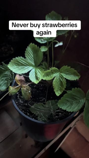 @Bakedgardening
