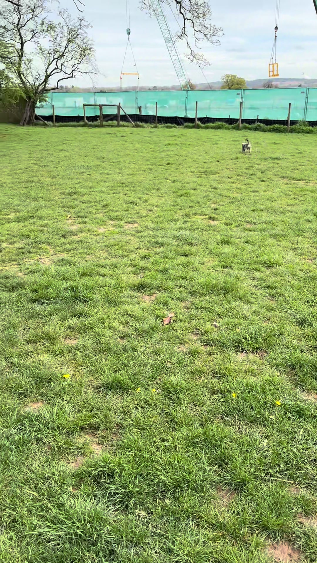 @Lauren & Sam&rsquo;s Dog Walking
