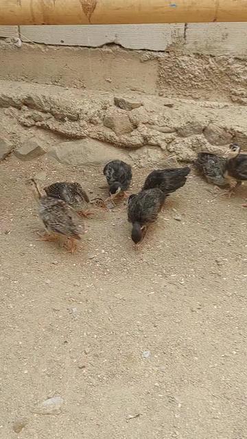 @Cileunyi Rabbit