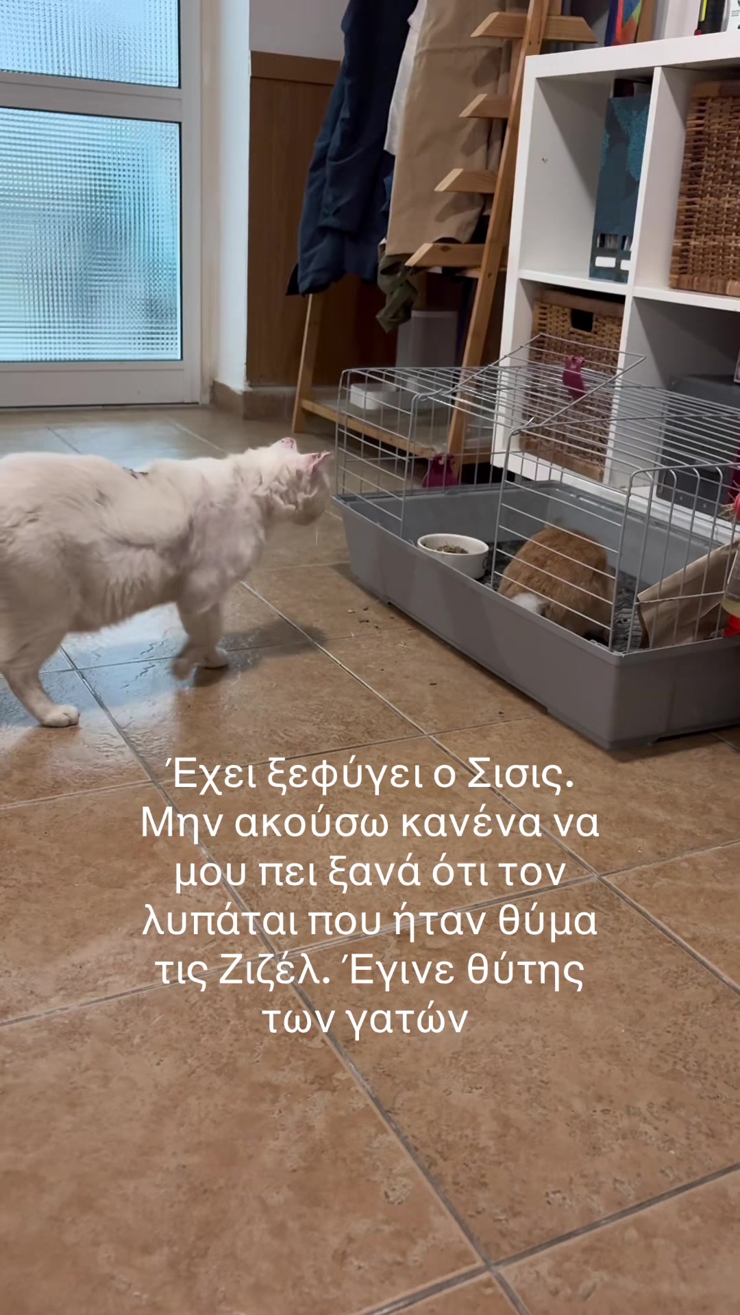 @zizel Bull terrier