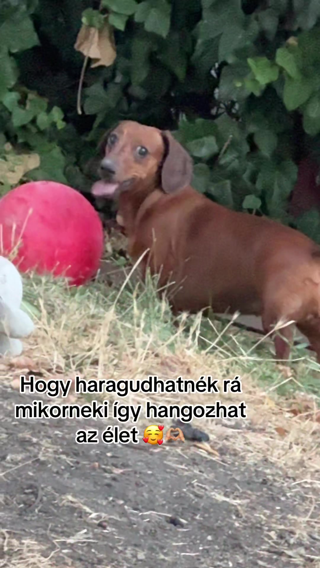 @Hegedűs Marci