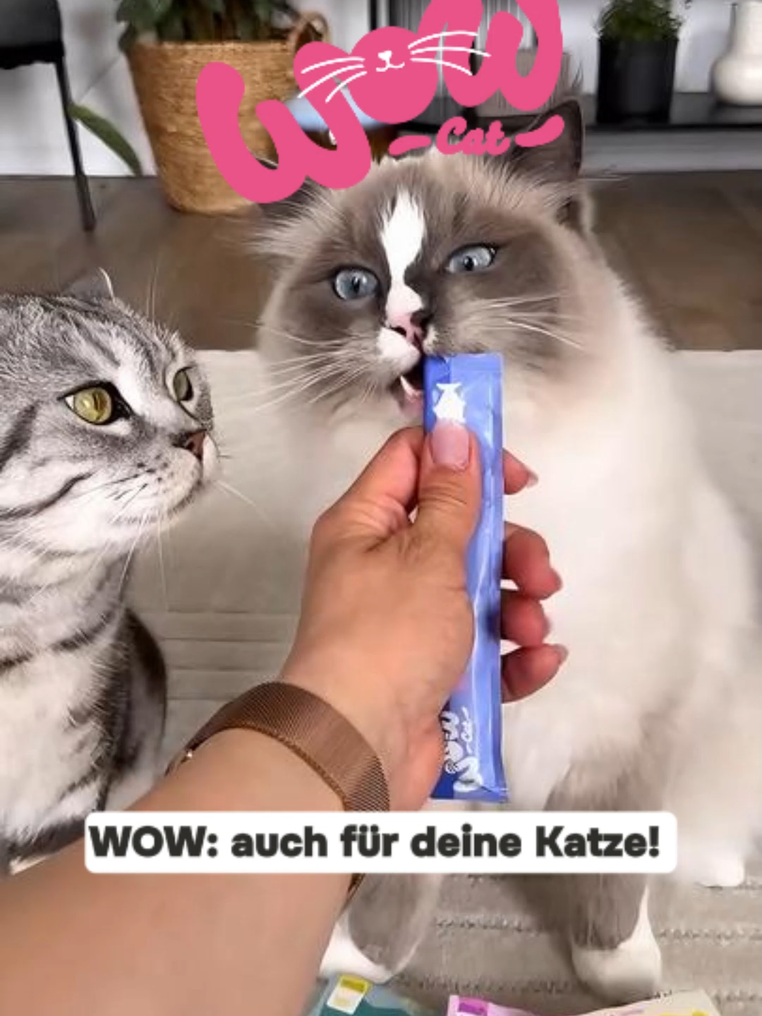 @wow.pet