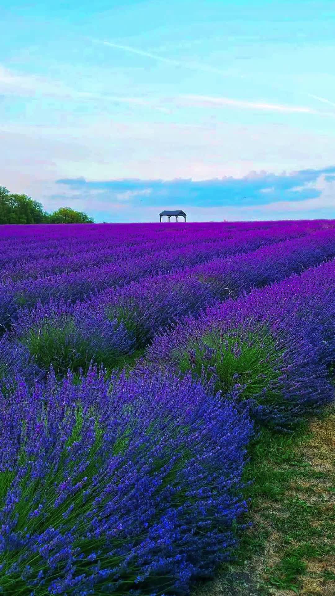 @Joanne 🇬🇧🏴󠁧󠁢󠁥󠁮󠁧󠁿