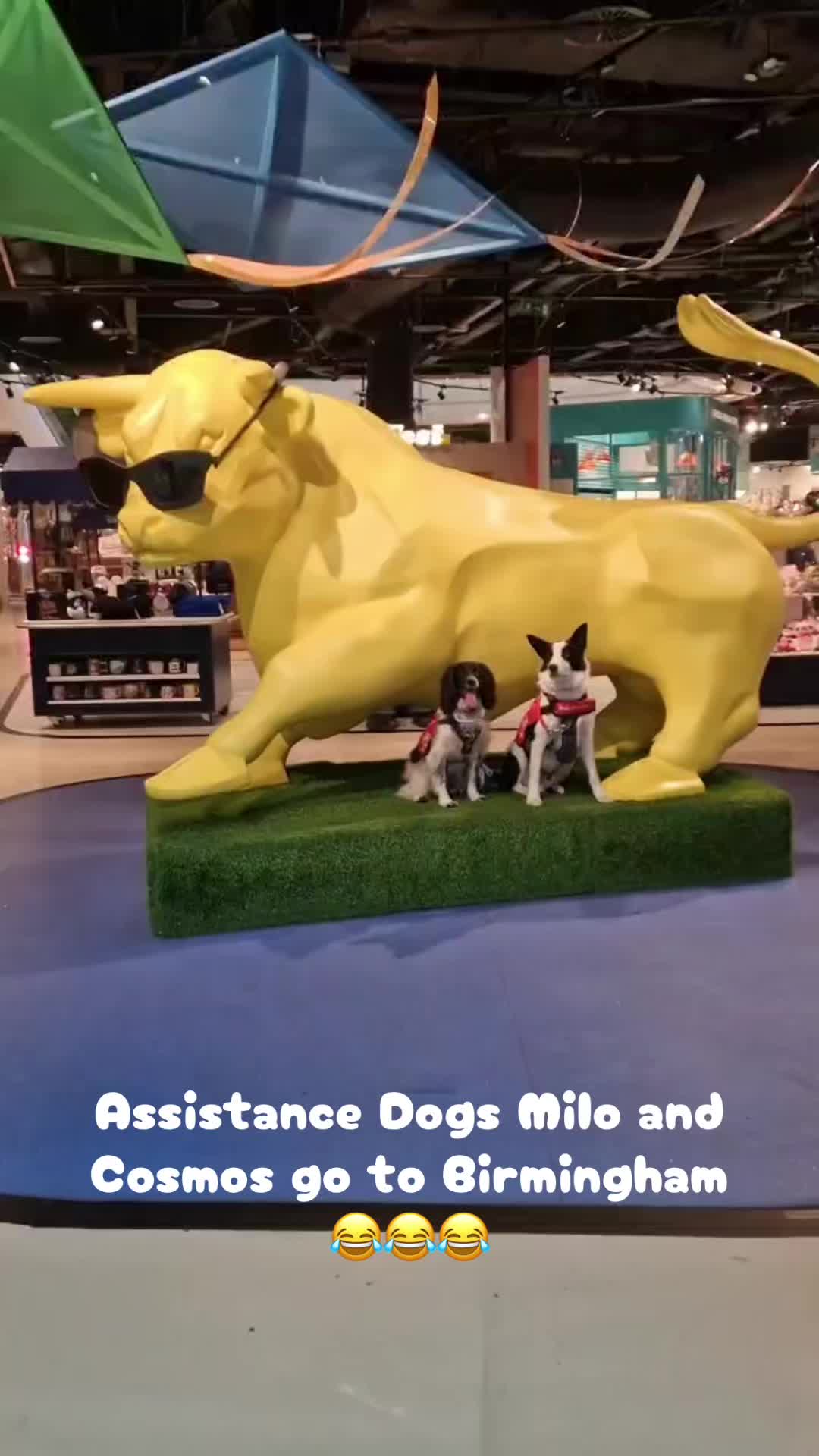 @Infinity Dogs CIC