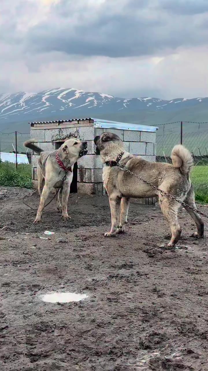 @Fırat yalçın Sevgi