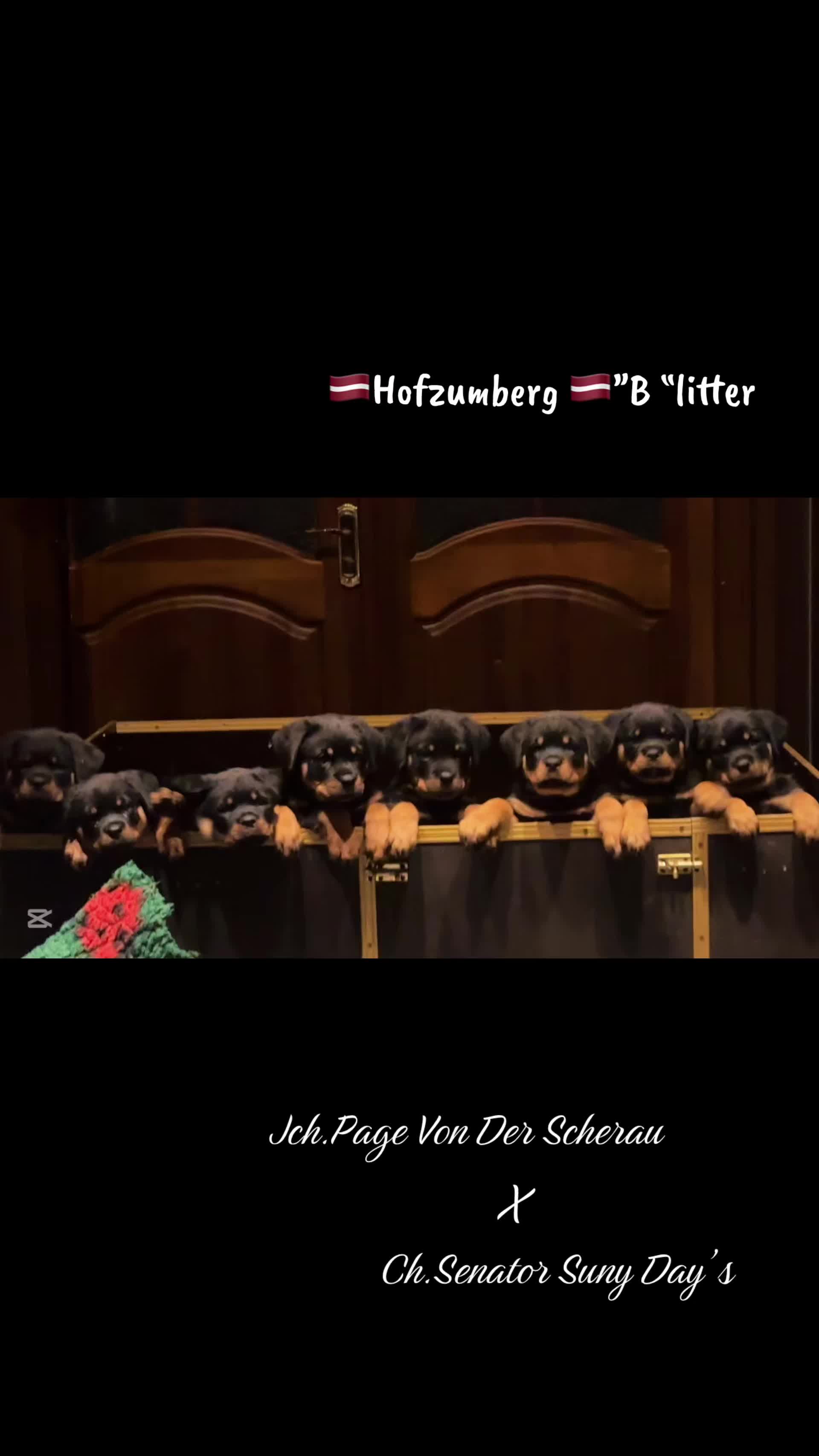 @🇱🇻Kennel HOFZUMBERG🇱🇻