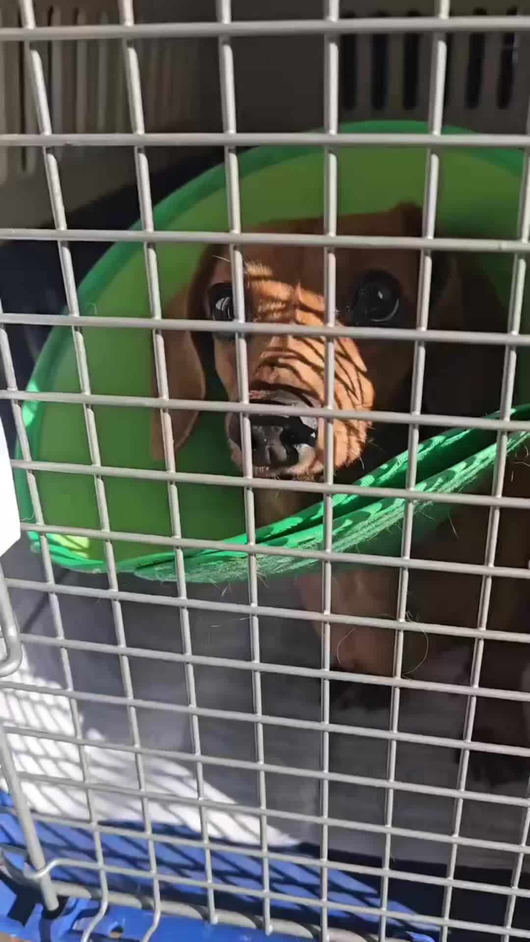 @DMT Dachshund Rescue 🐾
