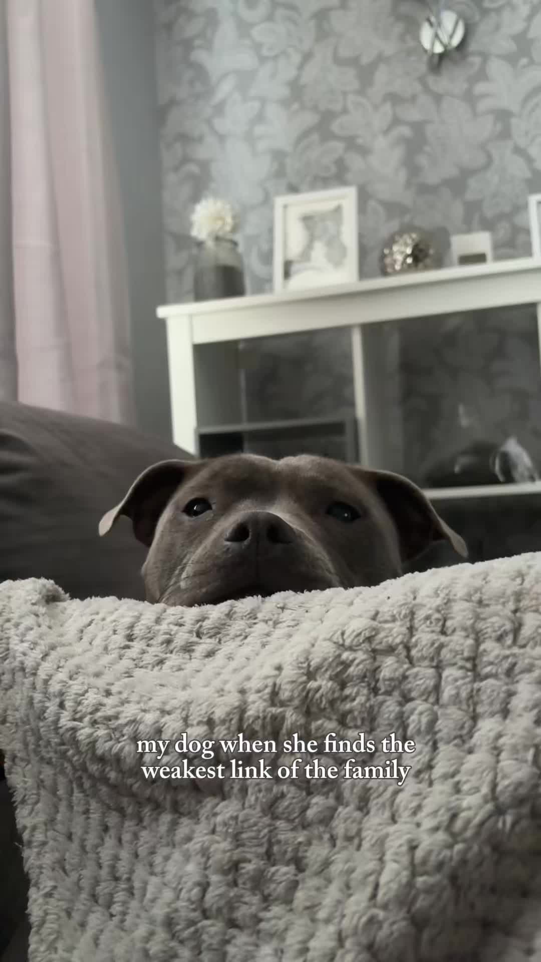 @Myla.thebluestaffy🤍