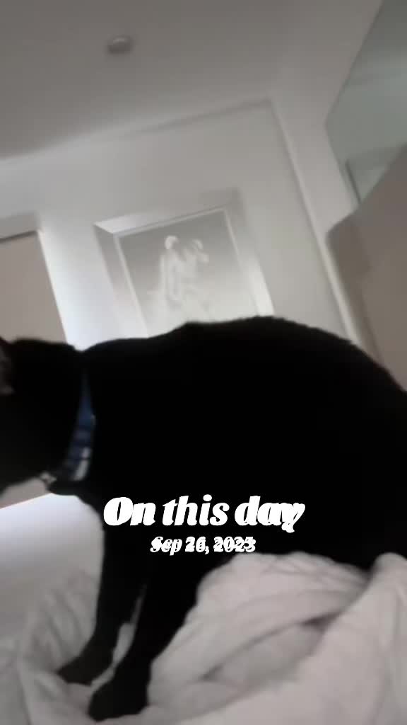 @Oscar Jeremy the cat!