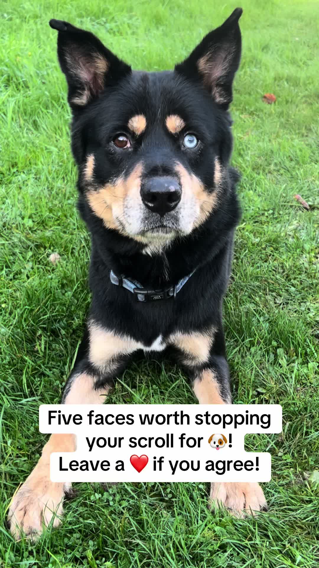 @Pawsome Fivesome