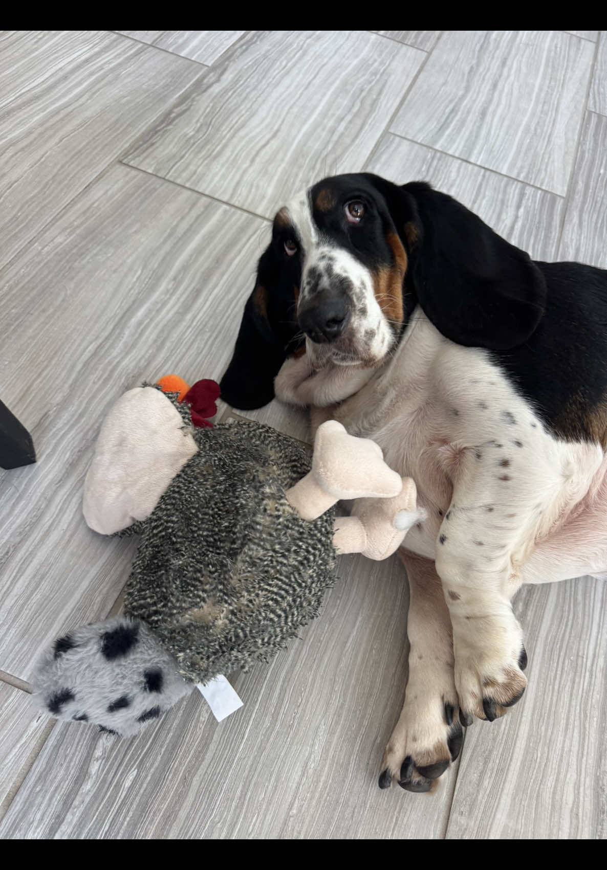 @🐾BillieBasset🐾