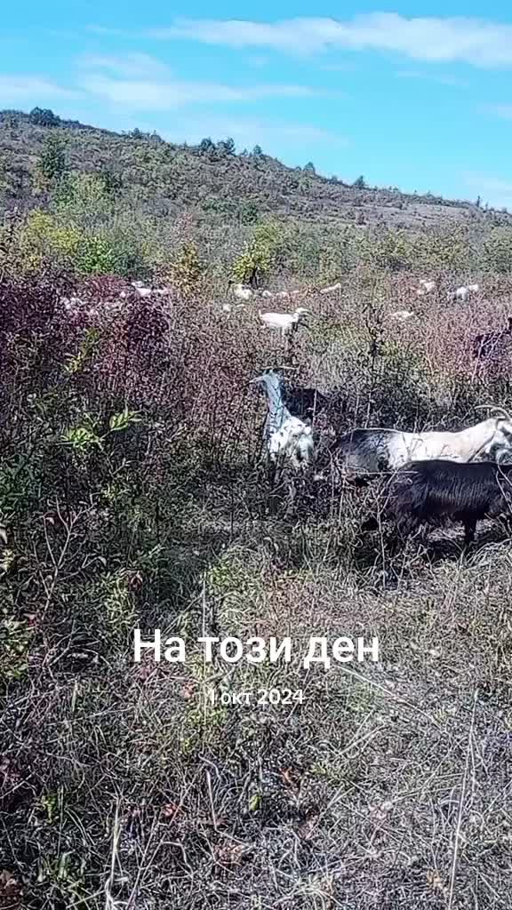 @B. Nikolov