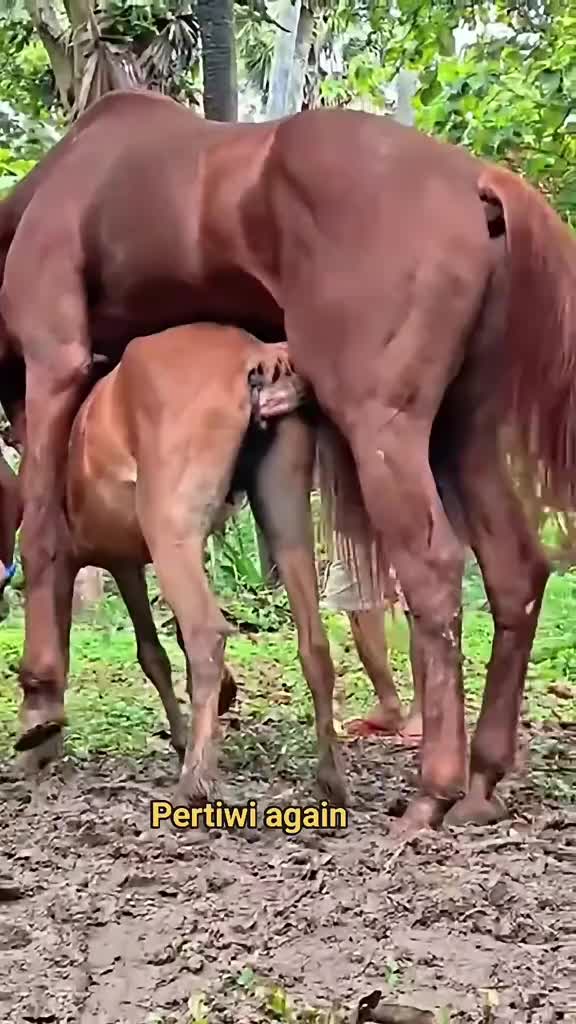 @animallifevideo