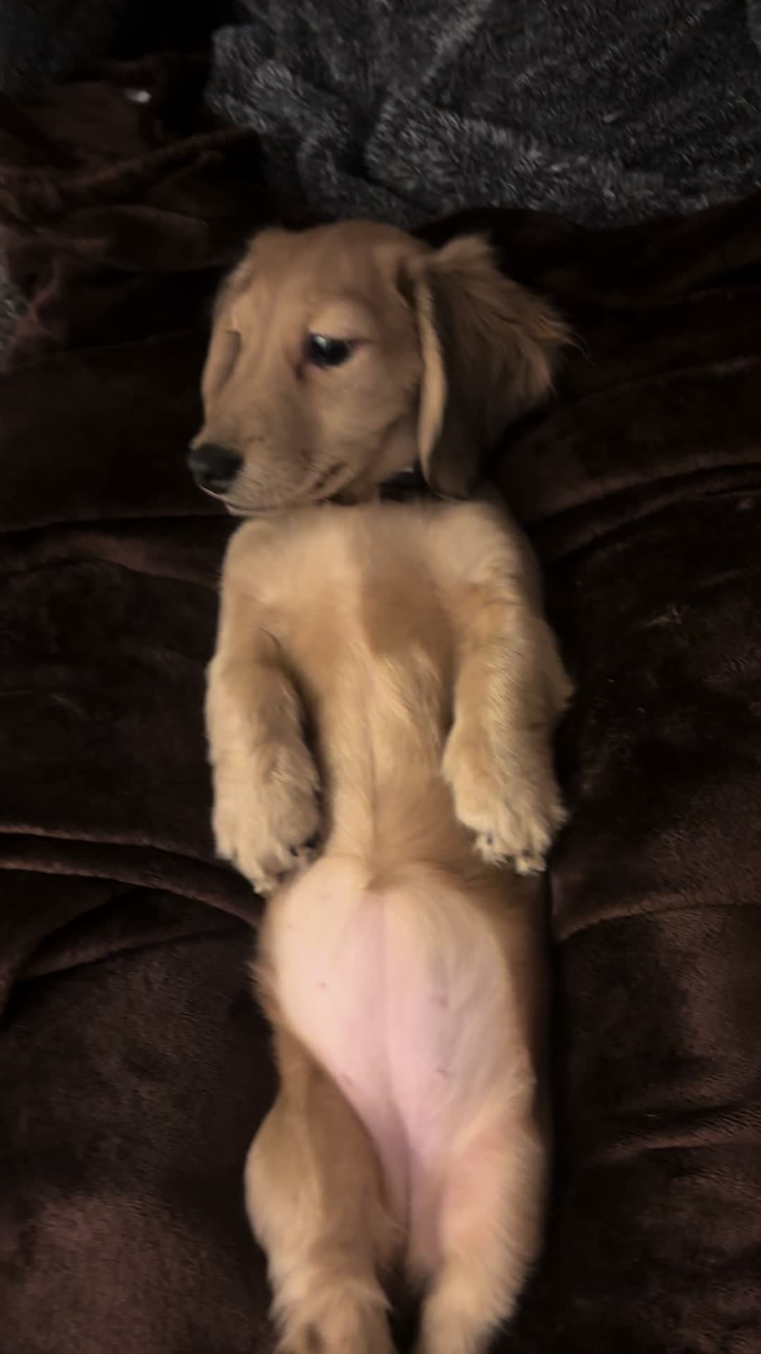 @doglovers1980