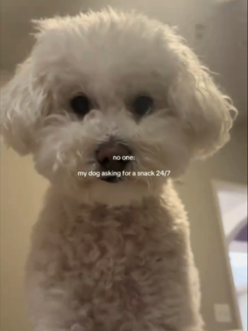 @WoofWoofTV
