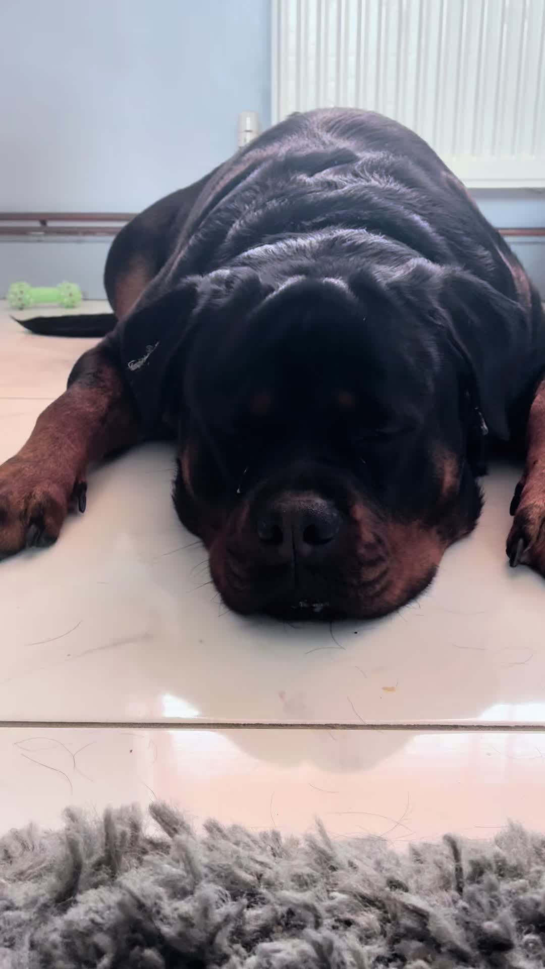 @❤️Rottiexena❤️Rottweiler Dog