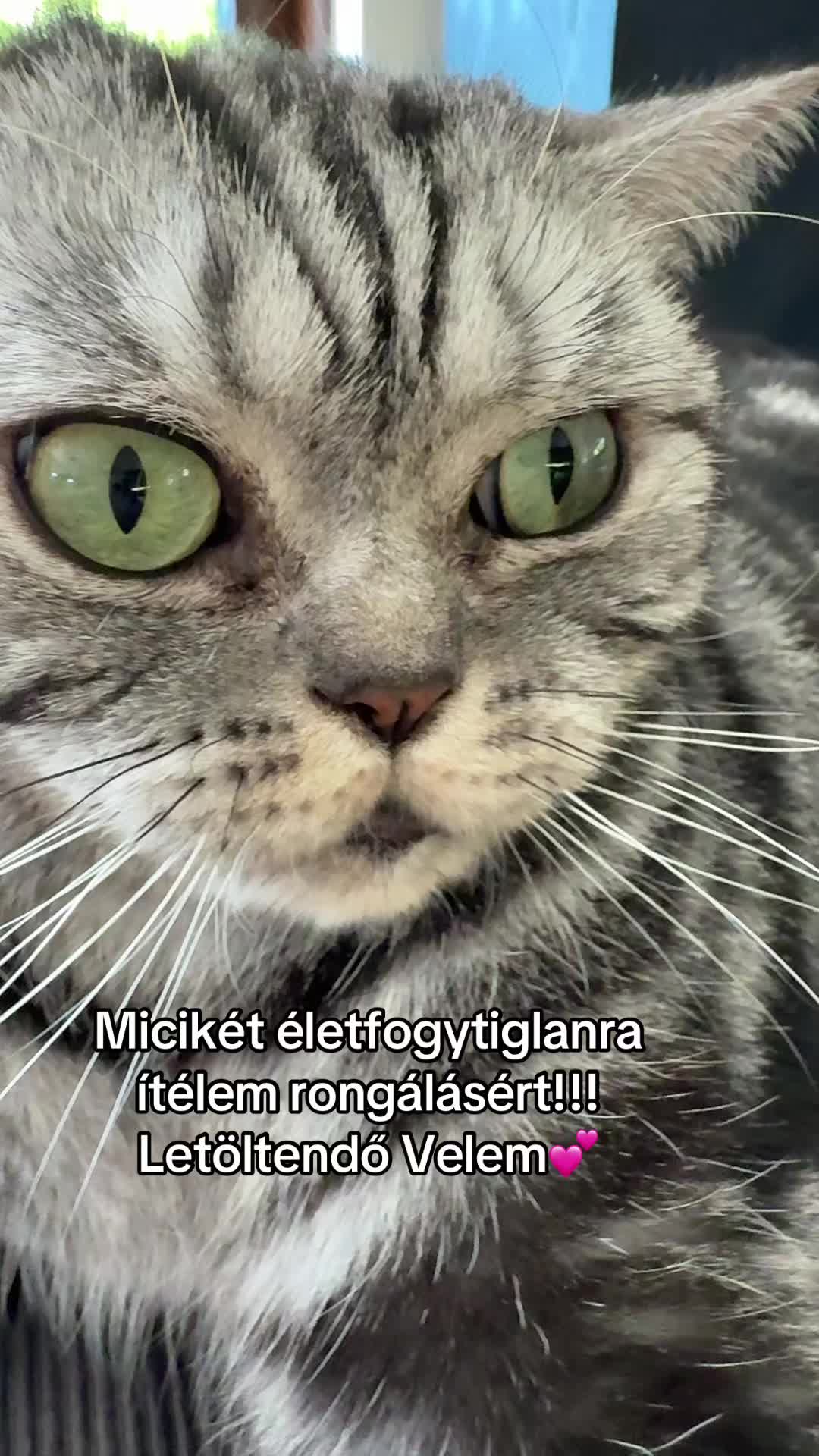 @🌻Kiss Heni & the CATS🐈⬛