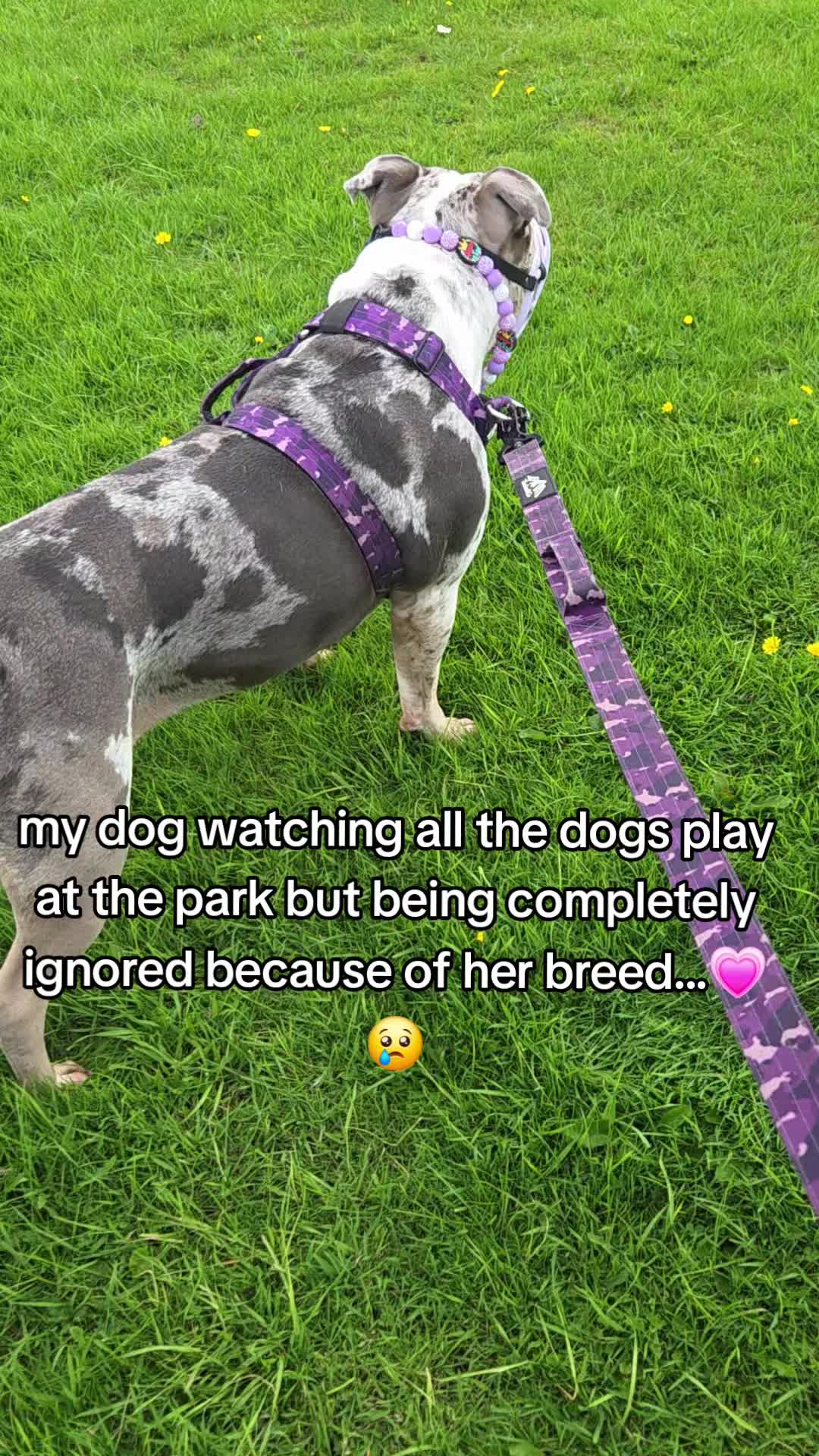 @kirsty+starlight the xl bully