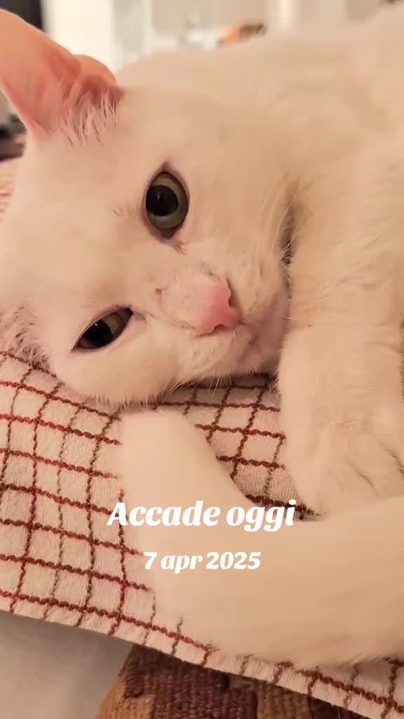 @gattopippo