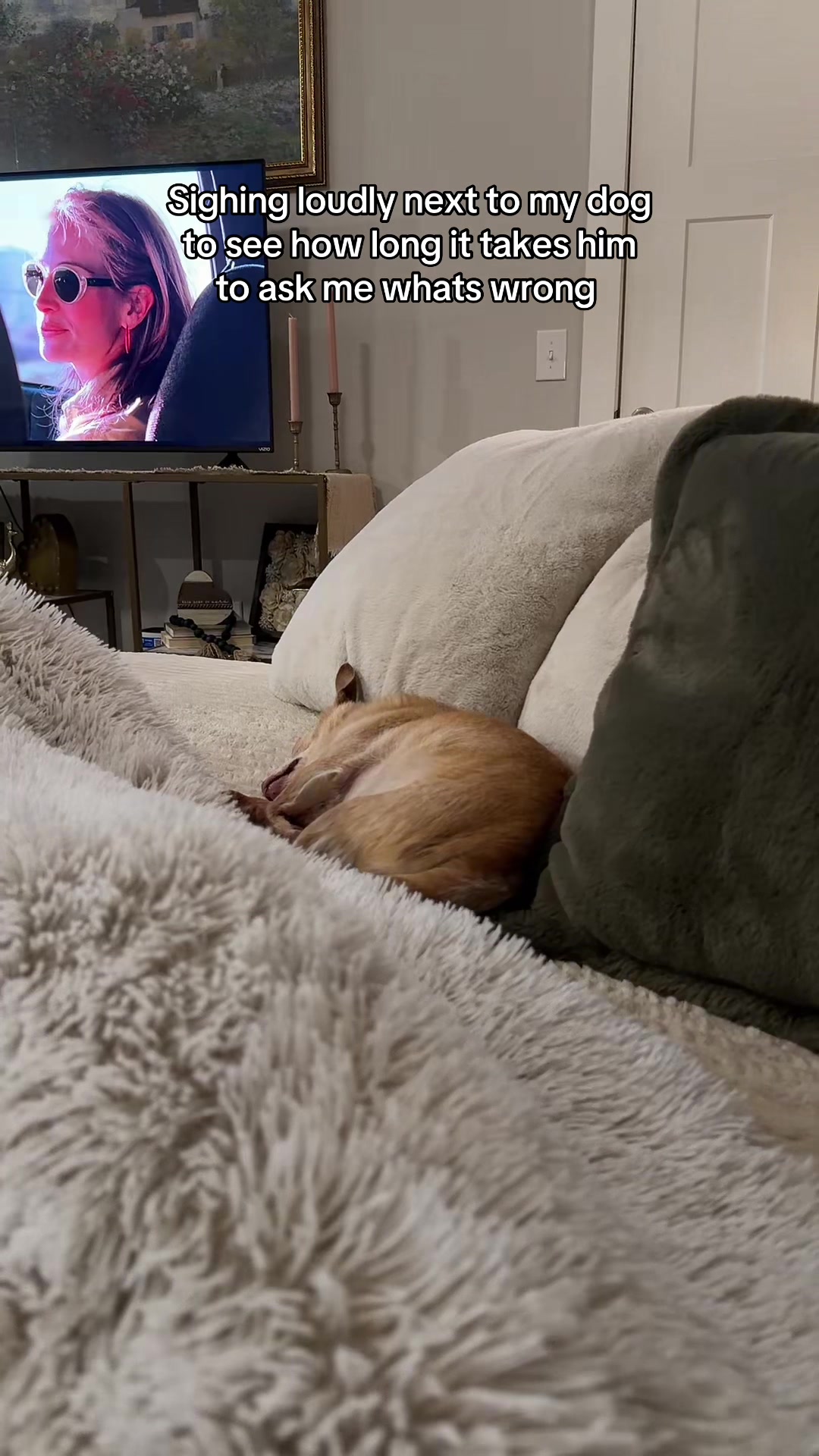 @Cody the Chi & The Spare Ones