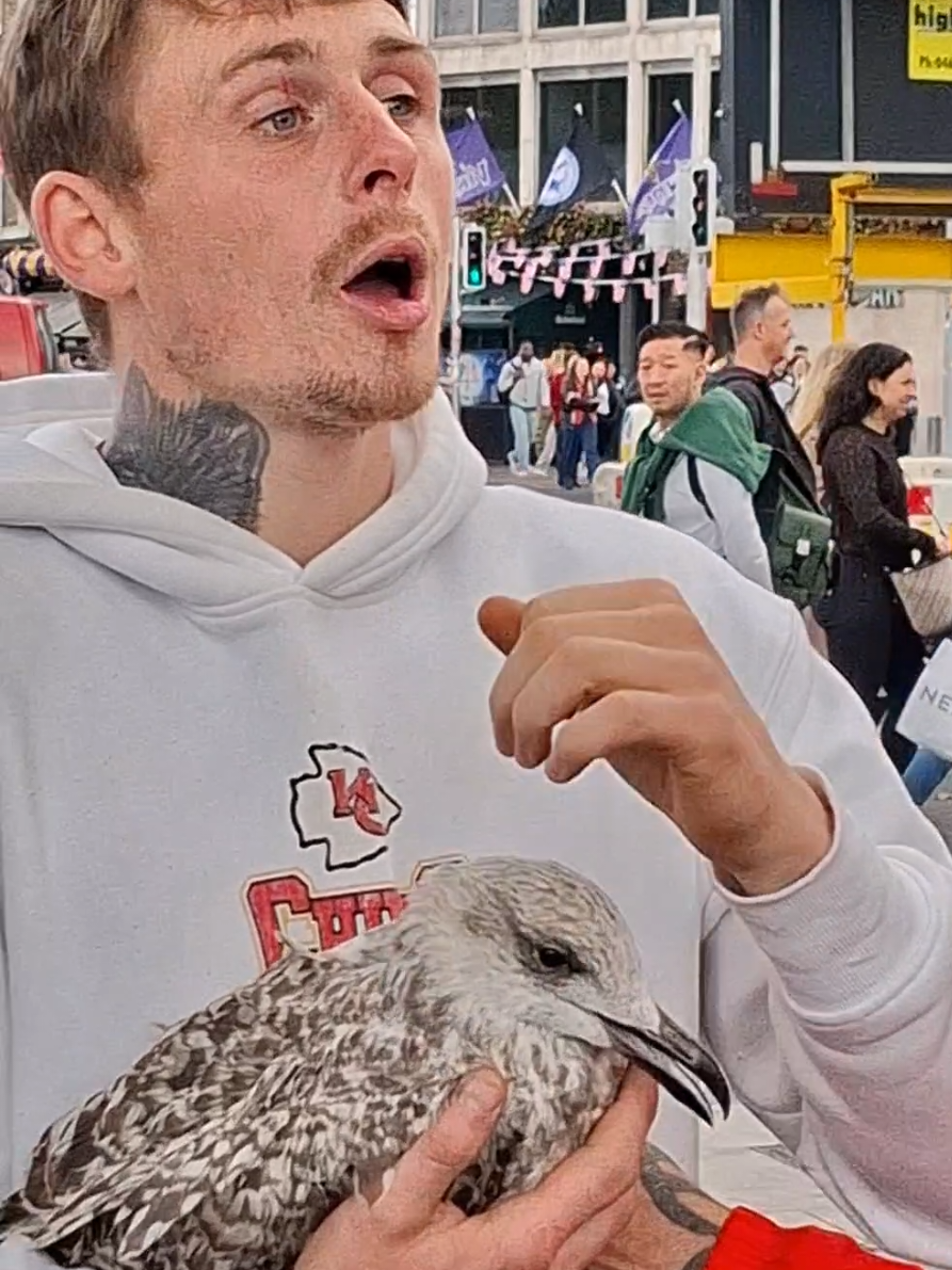 @Sal and Seagulls