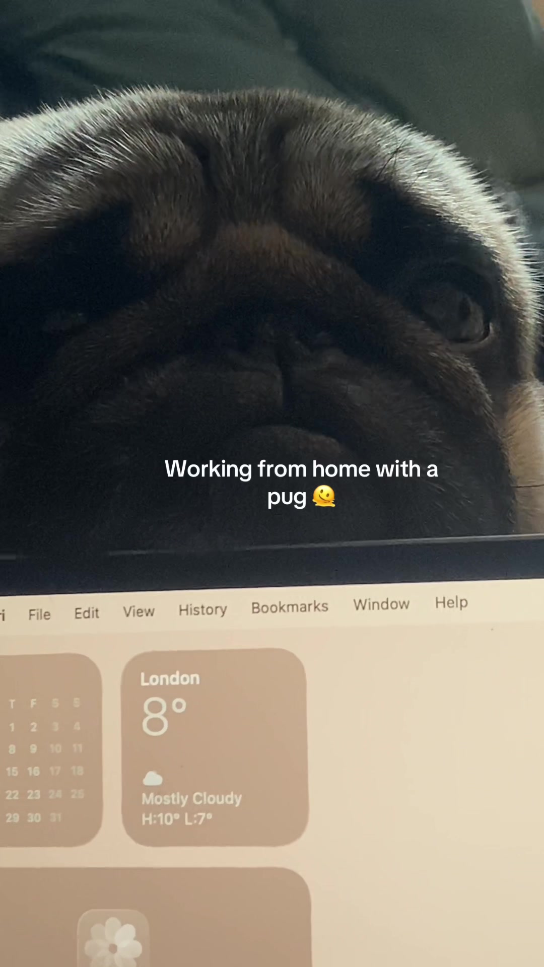 @Wee Winston The Pug