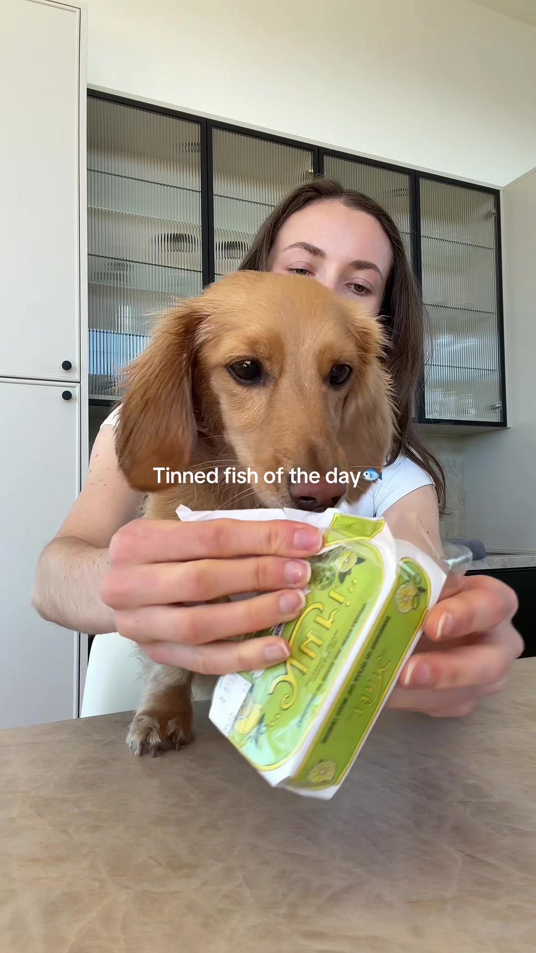 @cashewdachshund