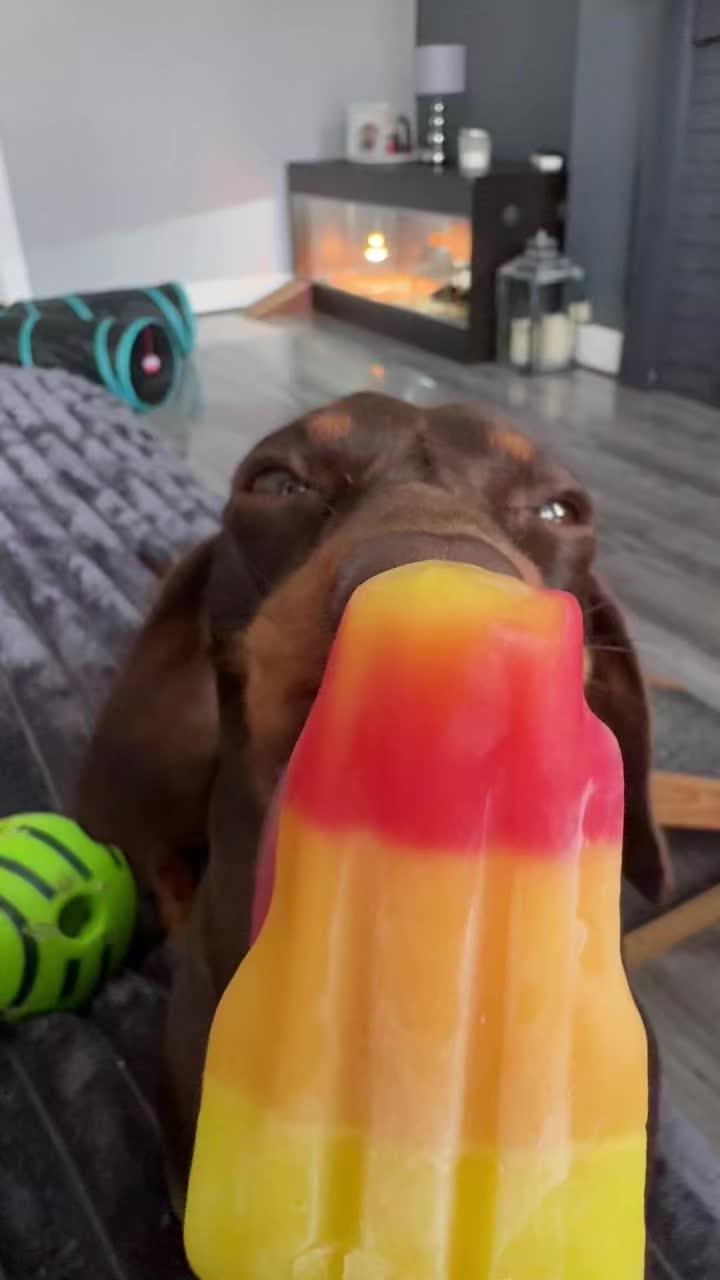 @ciciolive_mini_weiners