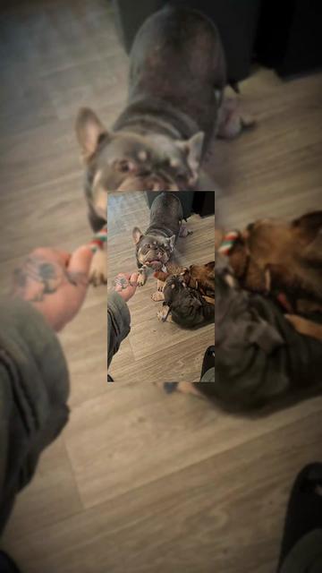 @dontbullymybreed