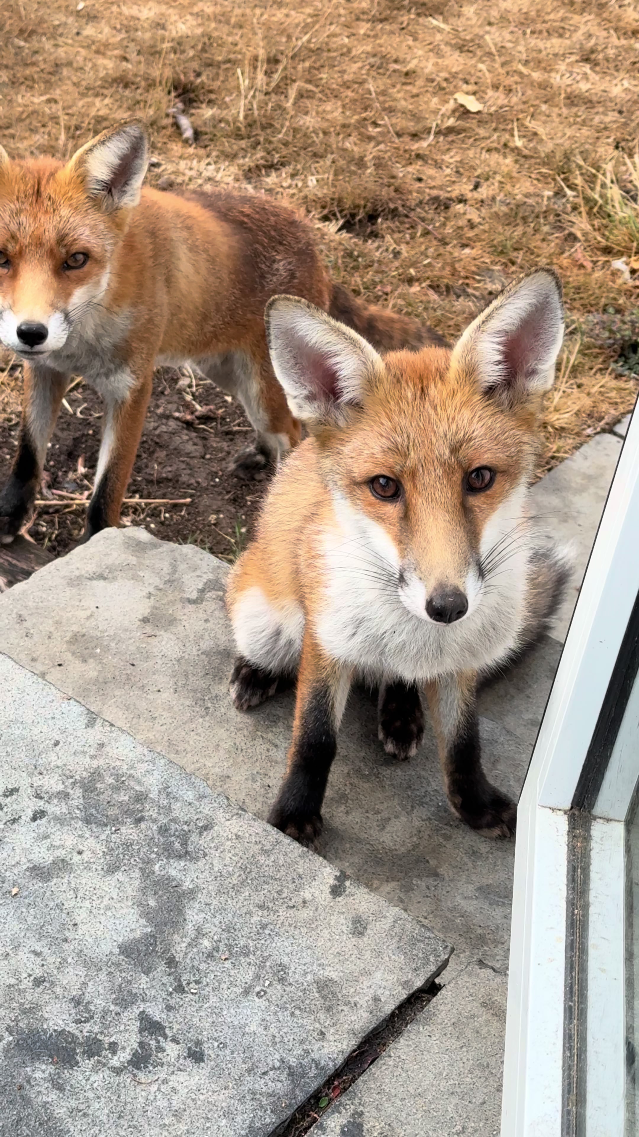 @gp_foxes