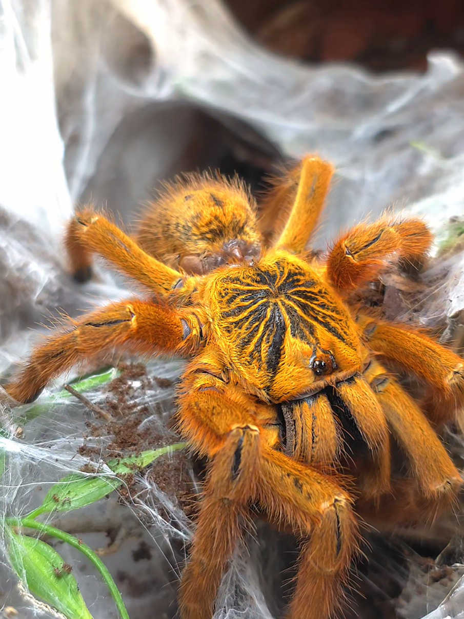 @BugZcave