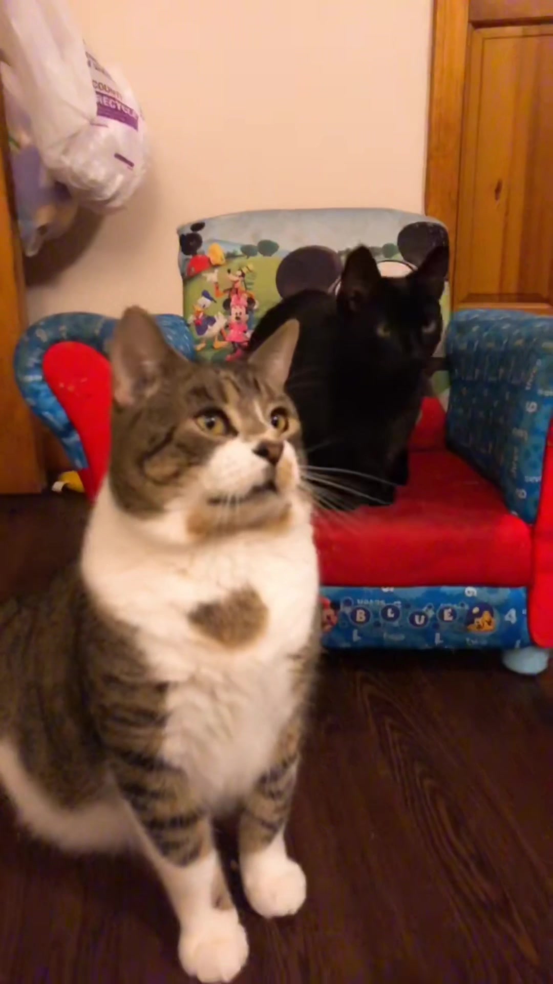 @Are We Home Yet? Cat Sanctuary