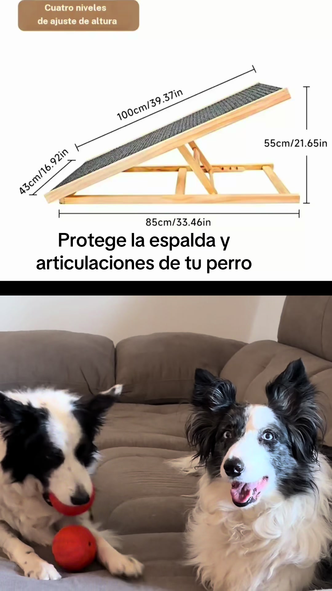 @Pituykay y agapornis