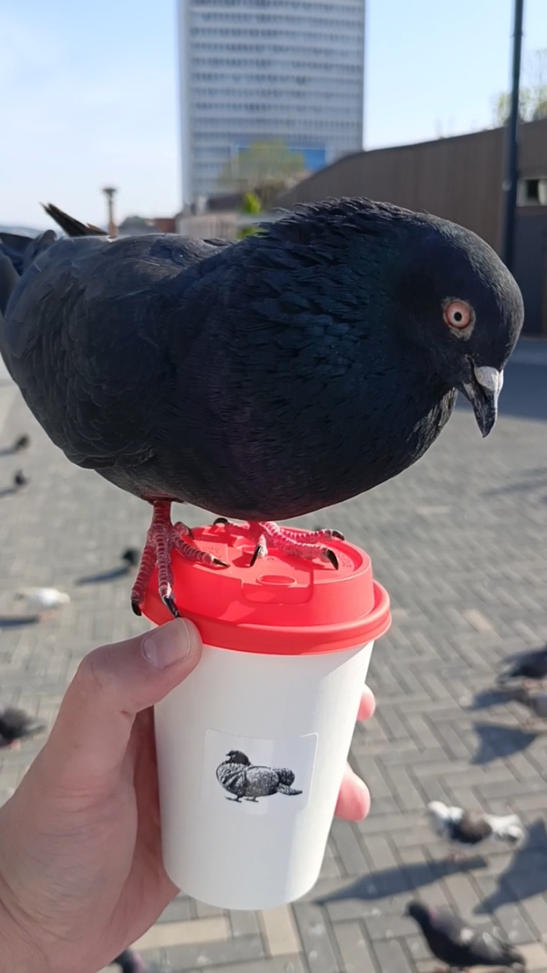 @Angry KFC
