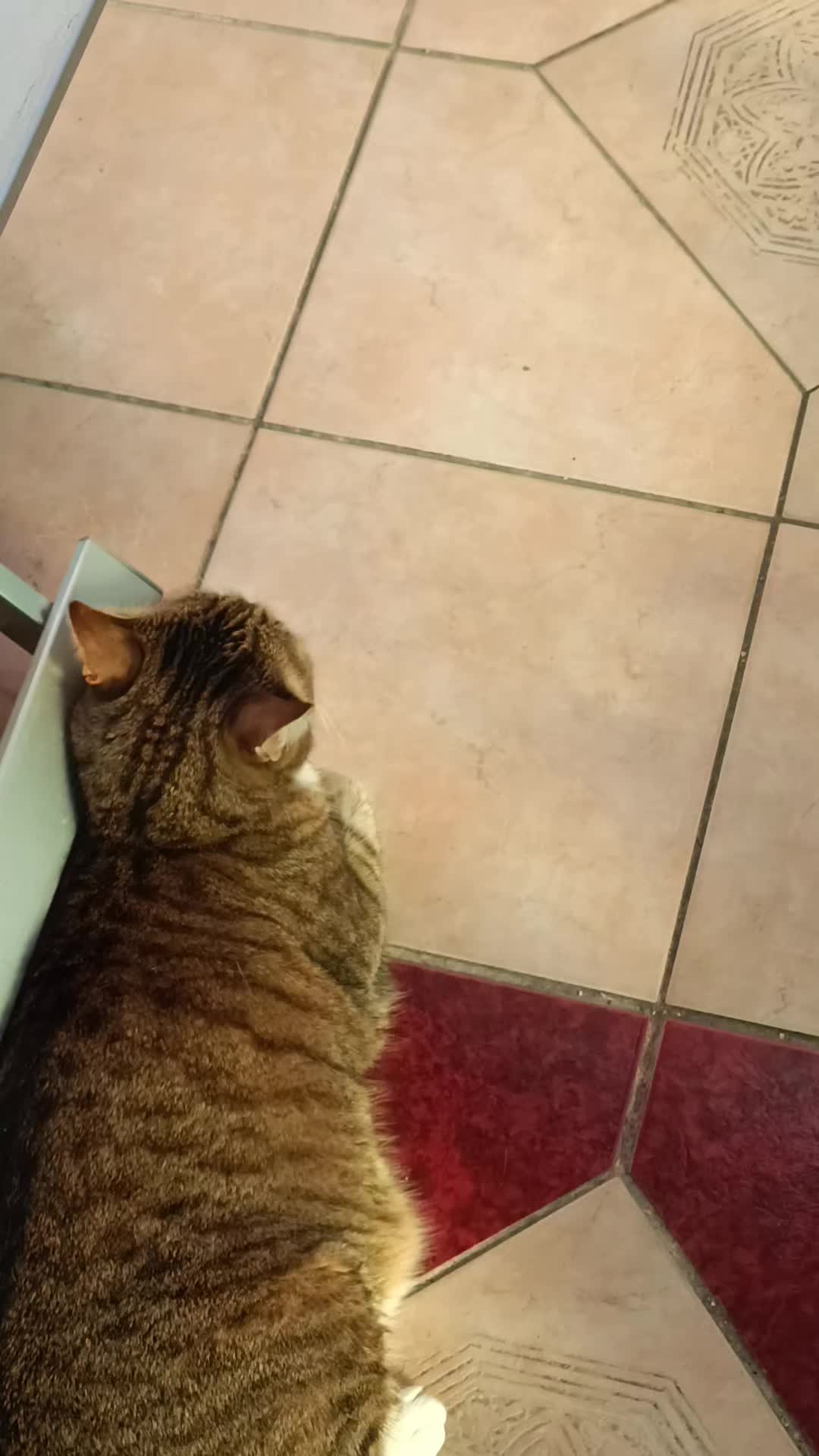 @Ezerarcú🎤📢🎭😺