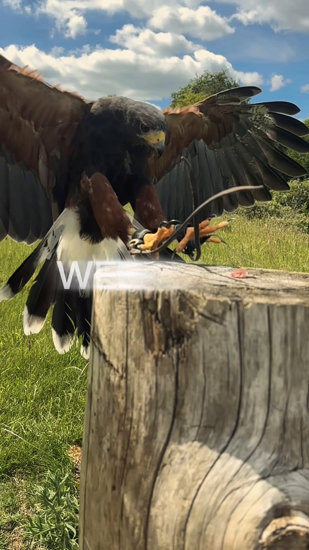 @Kent Falconry Centre