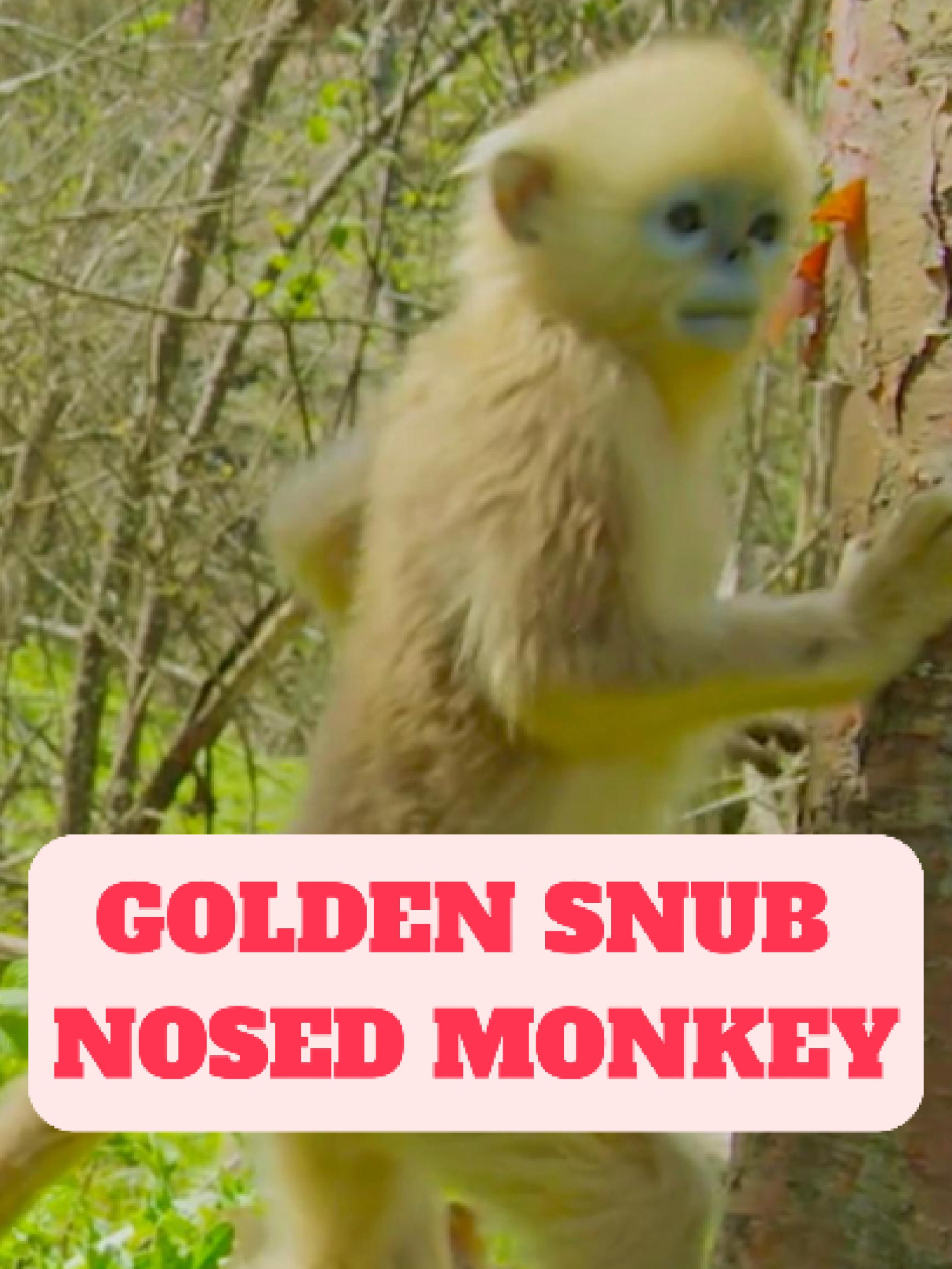 @WildlifeWonderTV Animal Facts