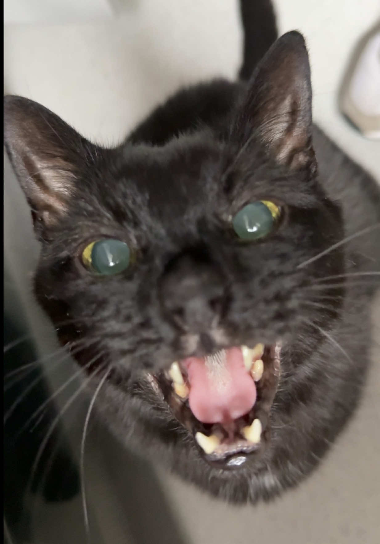 @Teefie_tribe 🐈⬛🐈⬛🐈🦷🦷