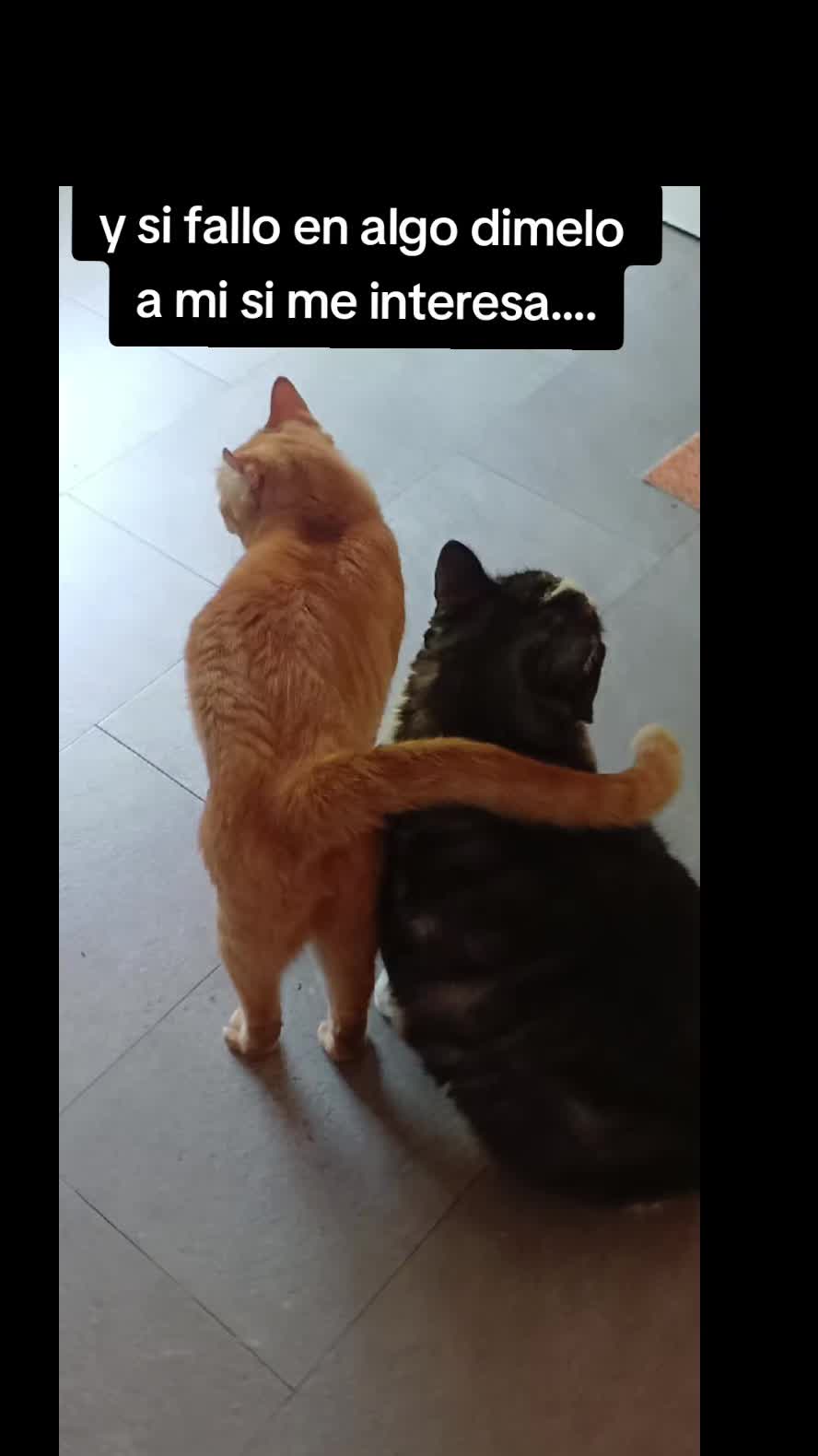 @Ana y los cuatro🐾
